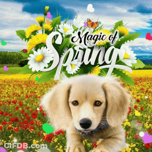 A Puppy Laying In A Field Of Flowers With The Words Magic Of Spring Above It GIF