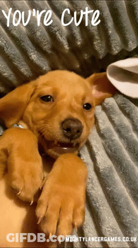 A Puppy Laying On A Blanket With The Words " You 'Re Cute " Above It GIF