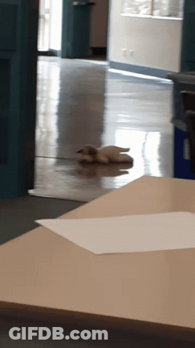 A Puppy Laying On The Floor Next To A Piece Of Paper On A Table GIF