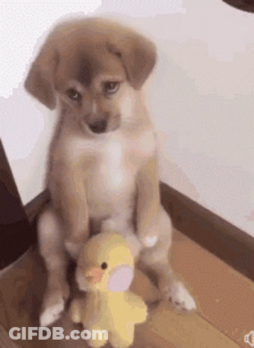 A Puppy Sitting Next To A Stuffed Duck GIF