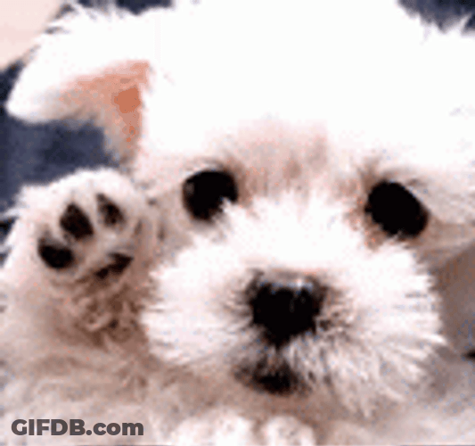 A+ Puppy Waving GIF