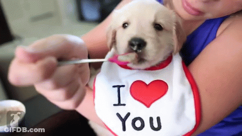 A Puppy Wearing A Bib That Says I Love You Is Being Fed GIF