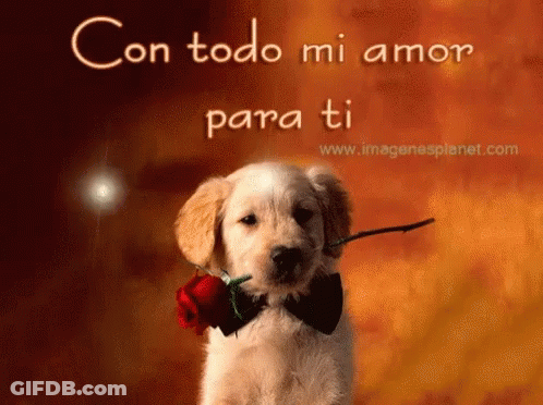 A Puppy Wearing A Bow Tie Is Holding A Red Rose In Its Mouth GIF