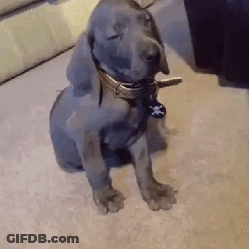 A Puppy Wearing A Collar And A Tag Is Sitting On The Floor . GIF