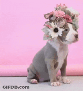 A Puppy Wearing A Flower Crown On Its Head Against A Pink Background GIF