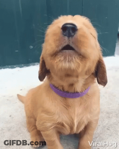 A Puppy Wearing A Purple Collar Is Looking Up At The Sky GIF