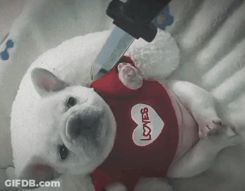 A Puppy Wearing A Red Shirt That Says Loves GIF