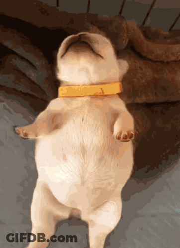 A Puppy Wearing A Yellow Collar Is Laying On Its Back GIF