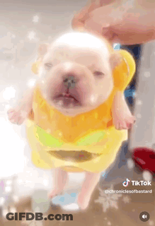 A Puppy Wearing A Yellow Life Preserver Is Being Held By Someone . GIF