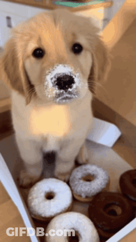 A Puppy With Icing On Its Face Is Sitting In A Box Of Donuts GIF