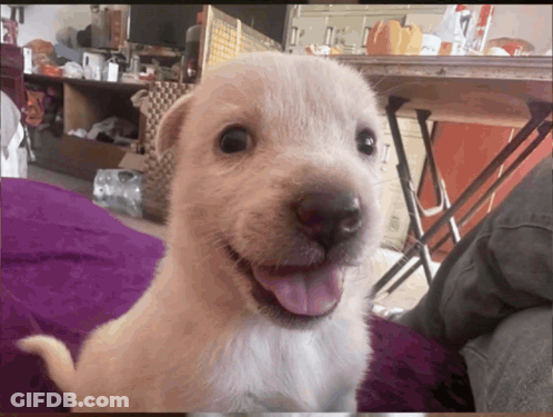 A Puppy With Its Tongue Hanging Out Is Smiling For The Camera GIF