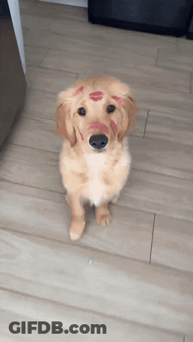 A Puppy With Red Lipstick On Its Face Looks At The Camera GIF