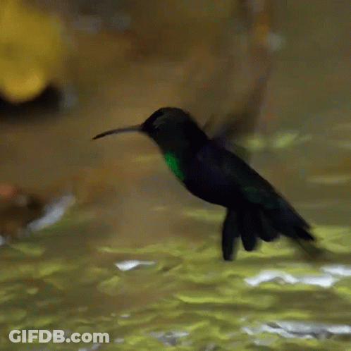 A Purple And Green Hummingbird Is Flying Over Water GIF