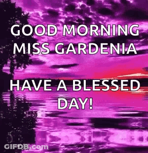 A Purple And Pink Sunset With The Words `` Good Morning Miss Gardenia Have A Blessed Day '' . GIF