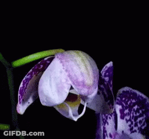 A Purple And White Flower With A Yellow Center GIF