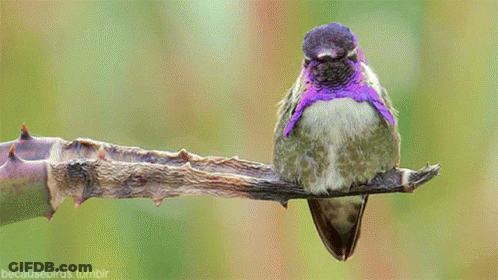A Purple And White Hummingbird Perched On A Branch . GIF
