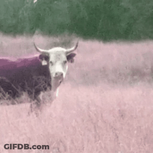 A Purple Bull In The Field GIF