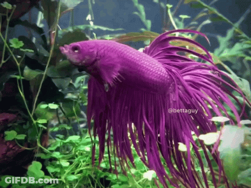 A Purple Fish With A Long Tail Is In A Tank With Plants GIF