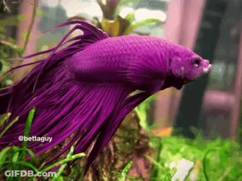 A Purple Fish With The Name Bettaguy On The Bottom Of It GIF