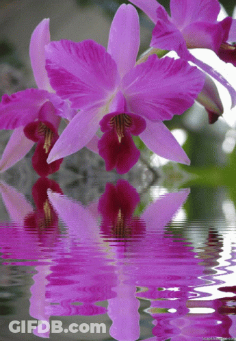 A Purple Flower Is Reflected In A Body Of Water With A Watermark That Says ' A Purple Flower ' GIF