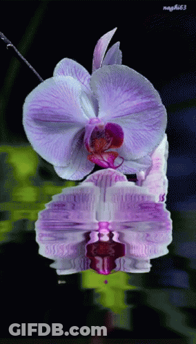 A Purple Flower Is Reflected In The Water And Has The Name Nagfli63 On The Bottom GIF