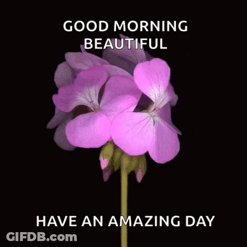 A Purple Flower On A Black Background With The Words `` Good Morning Beautiful '' And `` Have An Amazing Day '' . GIF
