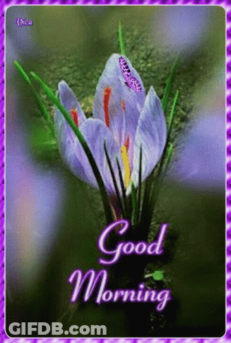 A Purple Flower With A Butterfly On It Is On A Good Morning Card GIF