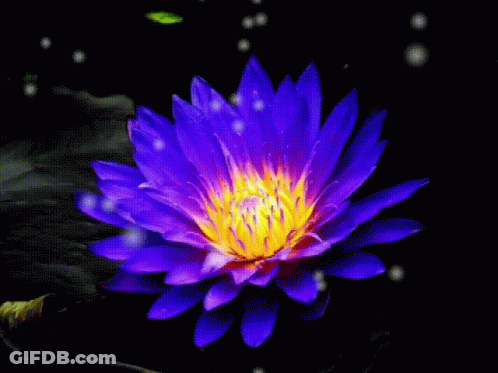 A Purple Flower With A Yellow Center And A Butterfly GIF
