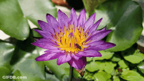 A Purple Flower With A Yellow Center Has A Bug On It GIF