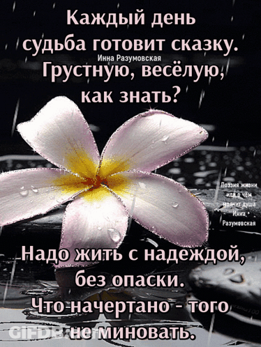 A Purple Flower With A Yellow Center Is On A Black Background With Foreign Writing GIF