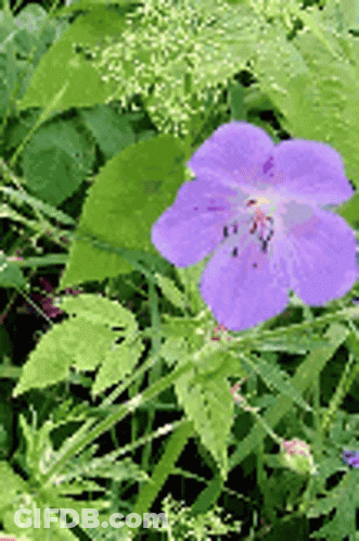 A Purple Flower With A Yellow Center Is Surrounded By Green Leaves GIF