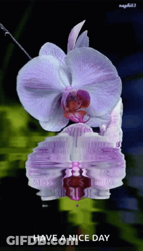 A Purple Flower With The Words Have A Nice Day GIF