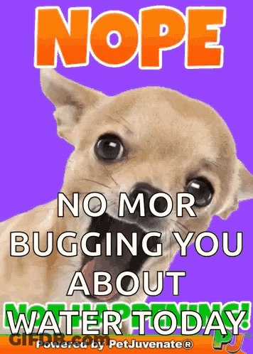 A Purple Poster With A Dog And The Words Nope No Mor Bugging You About Water Today GIF