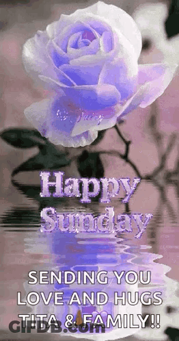 A Purple Rose Is Floating In The Water With The Words `` Happy Sunday Sending You Love And Hugs Tita & Family ! '' GIF