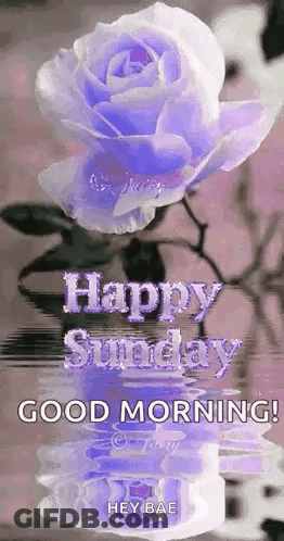 A Purple Rose Is Reflected In The Water And Says `` Happy Sunday , Good Morning ! '' GIF