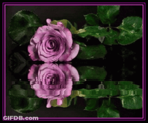 A Purple Rose Is Reflected In The Water With Green Leaves In The Background GIF