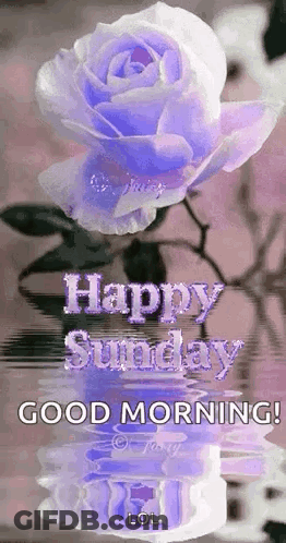 A Purple Rose Is Reflected In The Water With The Words `` Happy Sunday '' Written On It . GIF