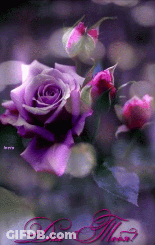 A Purple Rose Is Surrounded By Pink Buds And The Words " Dua Meow " On The Bottom GIF