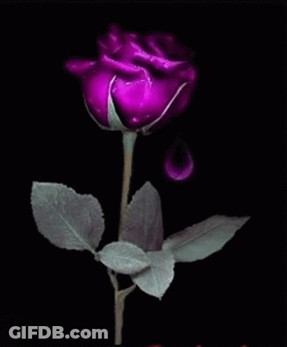 A Purple Rose On A Pink Background With A Drop Of Water On It GIF