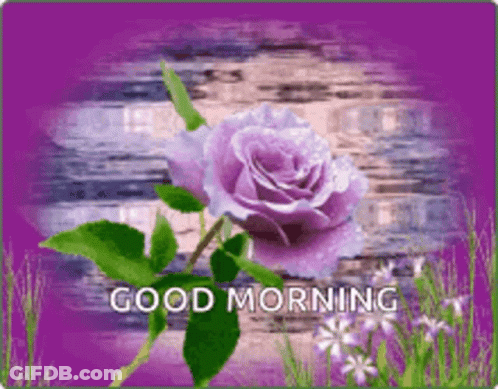 A Purple Rose On A Purple Background With The Words Good Morning On It GIF