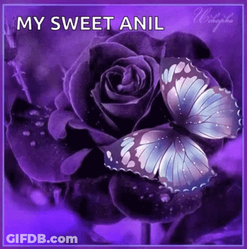 A Purple Rose With A Butterfly On It And The Words `` My Sweet Anil '' Written On It . GIF