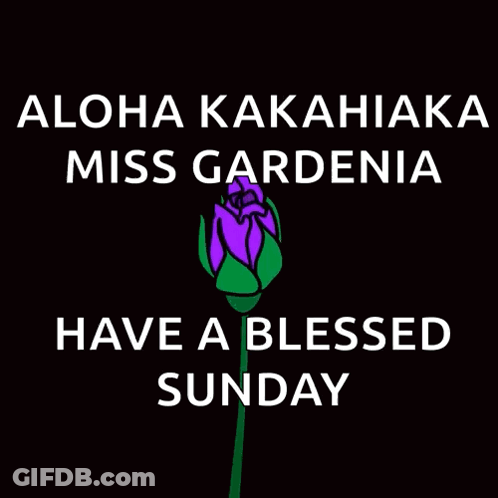 A Purple Rose With The Words Aloha Kakahiaka Miss Gardenia Have A Blessed Sunday On It GIF