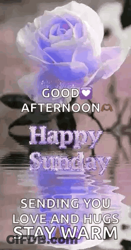 A Purple Rose With The Words `` Good Afternoon Happy Sunday Sending You Love And Hugs Stay Warm '' GIF