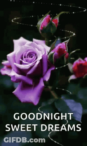 A Purple Rose With The Words `` Goodnight Sweet Dreams '' Written On It GIF