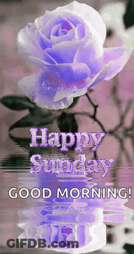 A Purple Rose With The Words Happy Sunday Good Morning Written On It GIF