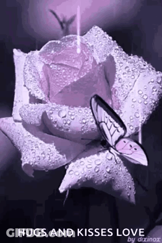 A Purple Rose With Water Drops And A Butterfly On It GIF