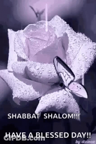 A Purple Rose With Water Drops And A Butterfly On It GIF