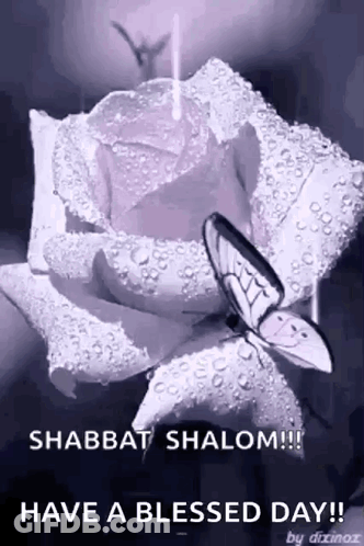 A Purple Rose With Water Drops And A Butterfly On It GIF