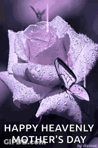 A Purple Rose With Water Drops On It And A Butterfly On It . GIF