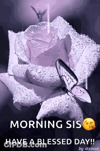 A Purple Rose With Water Drops On It And A Butterfly On It GIF